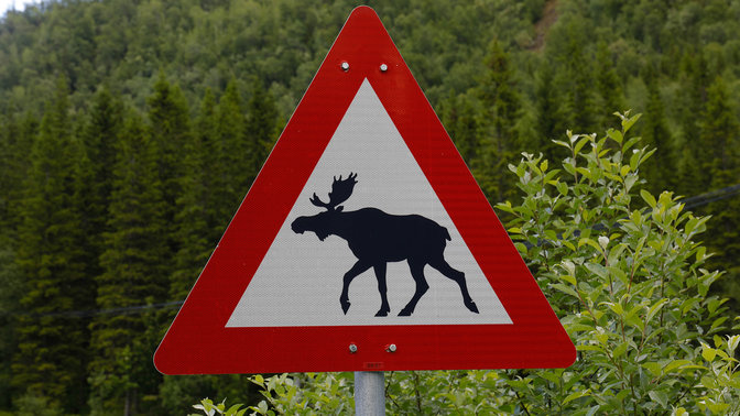 Primo piano del cartello di avviso della presenza di fauna selvatica.